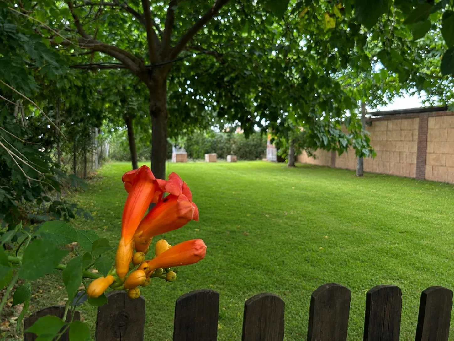 Zona verde de la guardería y residencia canina del Centro Canino de Lorca en Lorca